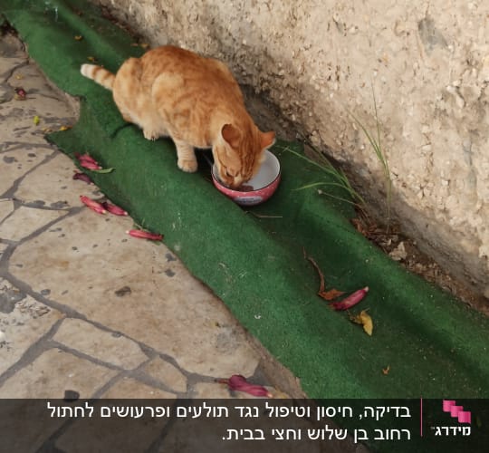 חתול כתום שותה מקערה על דשא מלאכותי